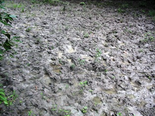 View of wet mud.