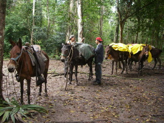 Horse and mules shows with Guatemalan guides