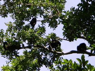 View of a family of monkeys.